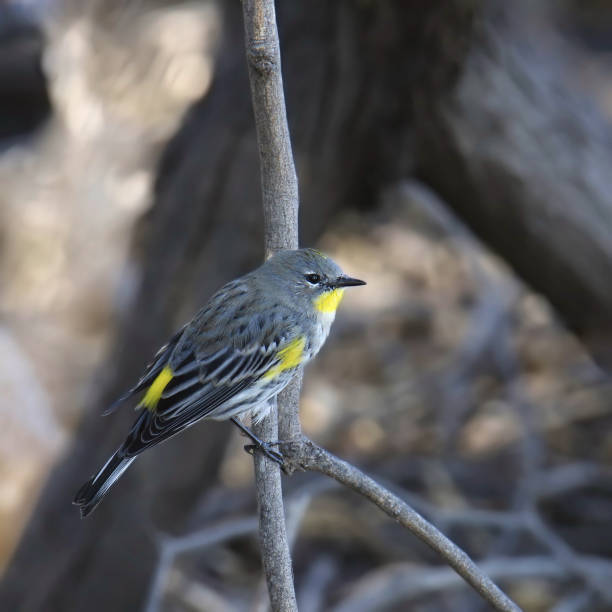 istock Yellow-rumped Warbler (Audubon's, female) (setophaga coronata) perched on a small branch 1948581622