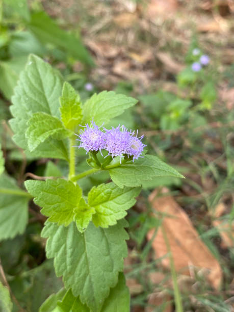 istock white Bitter bush flowers in nature 1948581629