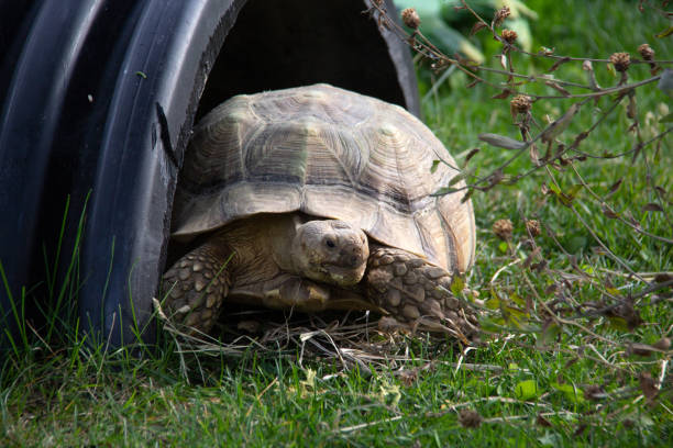 Turtle Puking 210+ Tongue Of Turtle Stock Photos, Pictures & Royalty-Free Images - iStock