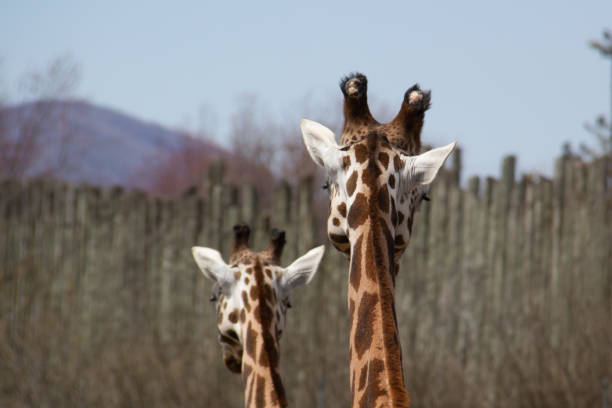 A friendly group of giraffes living in a national park in the Czech Republic