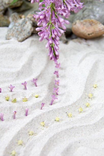 istock Zen sand garden with purple flowers 1948600611