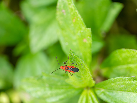 St. Andrew's Cotton Stainer Dysdercus andreae red and black bug on a leaf