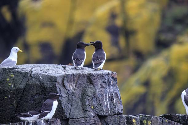 petits pingouins nichant au milieu des fleurs dorées sur l’île de may - may photos et images de collection