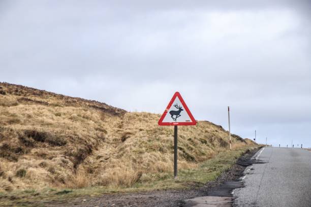 istock Beware of Falling Deer Signage 1948612756