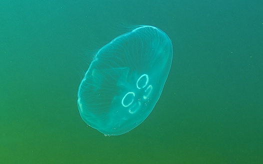 Common jellyfish, moon jellyfish (Aurelia aurita) swims over algae in the Black Sea