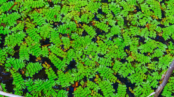 Floating fern, floating moss, water butterfly wings (Salvinia natans), Yalpug, Ukraine