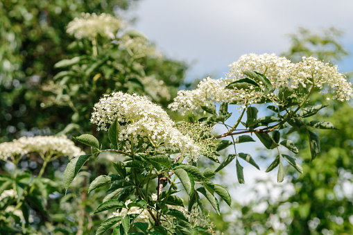 close-up photo of a elder flower in spring season. Spring flowering of elderberries. White elderberry flowers at a bush with green leaves. Blur background. The Elderberry (Sambucus nigra)