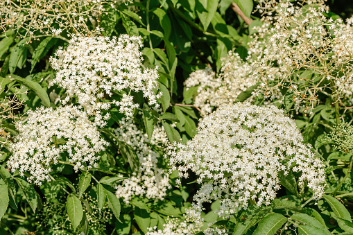 close-up photo of a elder flower in spring season. Spring flowering of elderberries. White elderberry flowers at a bush with green leaves. Blur background. The Elderberry (Sambucus nigra)