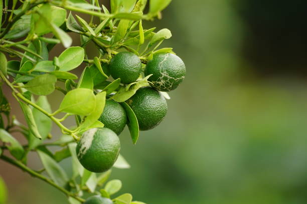 Cluster of Calamondin Fruit Hanging on a Tree Branch