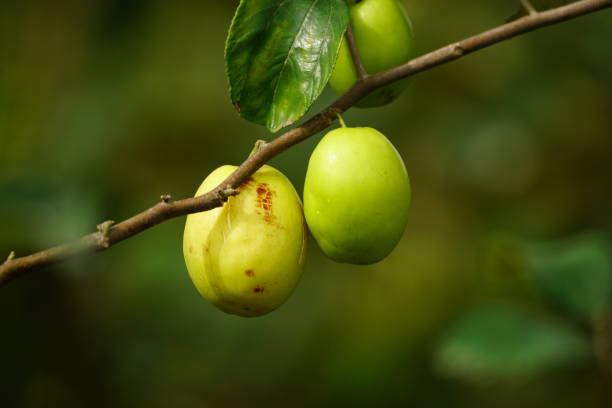 istock Close up Jujube fruit 1948663787