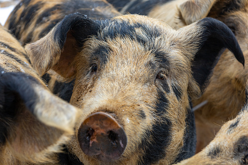 Pigs on the farm in winter