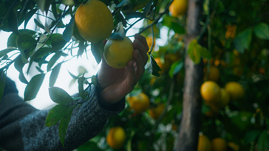Close-up ripe yellow lemons hanging on tree. Farmer man picking ripe lemons one by one