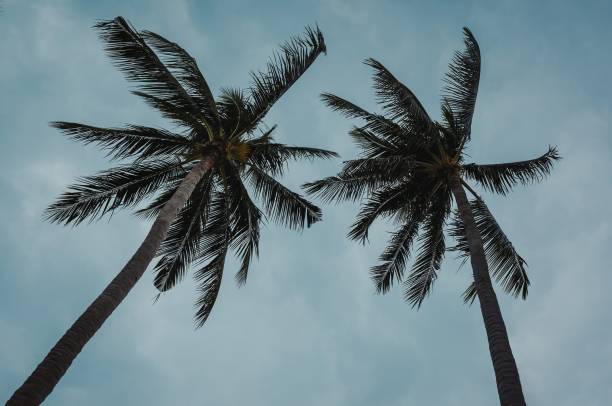 istock Elegant Palms Silhouetted against a Blue Sky 1948799398
