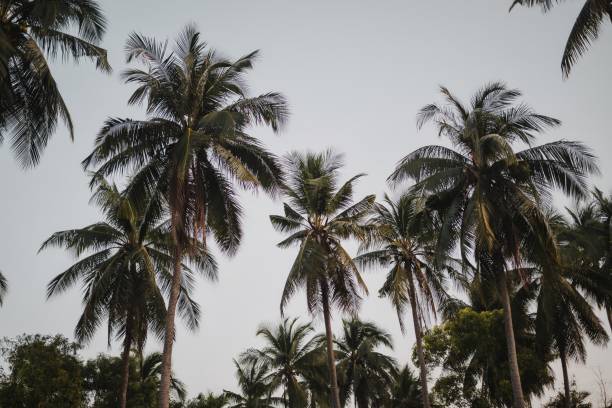 istock Elegant Palms Silhouetted against a Blue Sky 1948800937