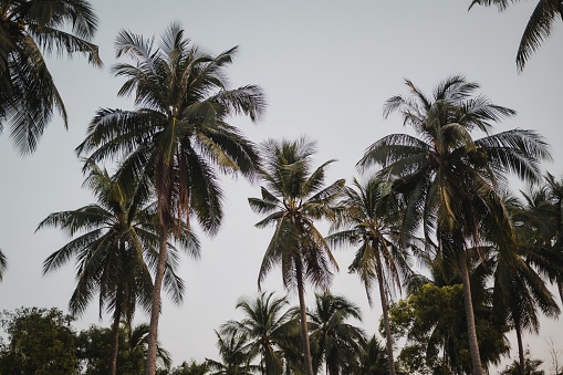 Delicate silhouettes of two majestic palms stand out against an intensely blue sky. The fine contours of the palm leaves impart a tropical feel, while the clear sky adds a serene elegance to the scene. A perfect image capturing the beauty and tranquility of nature