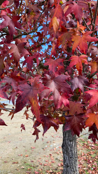 istock Red Maple Fall Leaves - Nature’s Beauty 1948811827