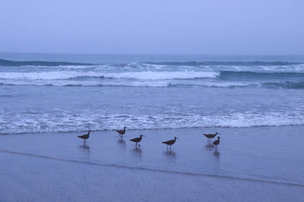 Group of sandpipers in the surf. Taken on the California coast.