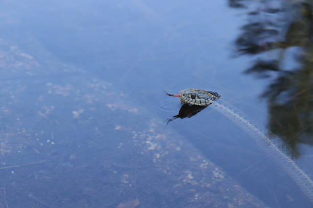 Garter snake in the water