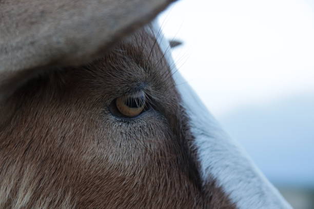 Close up of a goat eye.