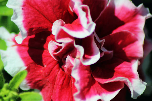 Beauty red and white flower blooming under the morning sun