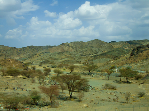 An exotic view of sage green and yellow sands with dried trees in the middle of desert.
