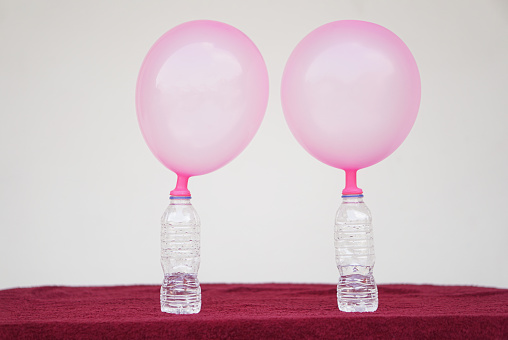 Two pink balloons on top of bottles. Concept, science experiment about reaction of chemical substance, vinegar and baking soda that cause balloon inflat. Last step of experiment