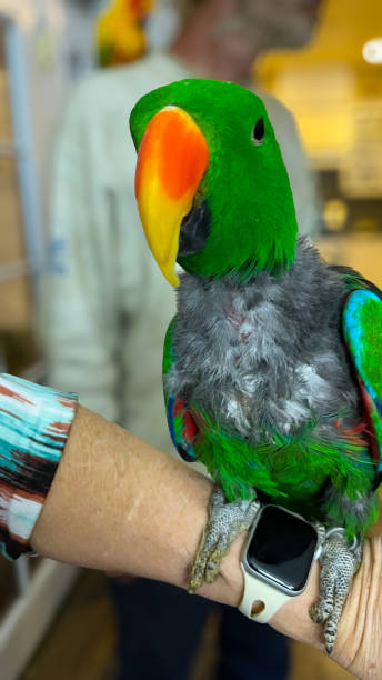 istock Green parrot on a woman’s  arm. 1948857569