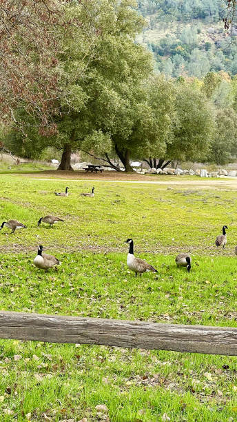 istock Canadian geese in a field in winter 1948871976
