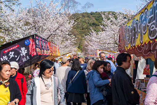 Kyoto, Japan - March 27 2023 : Crowds of people come to cherry blossom festival in Maruyama Park next to Yasaka Shrine in the Higashiyama District.