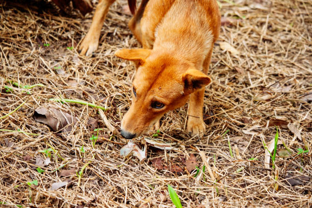 istock hungry homeless dog 1948888059