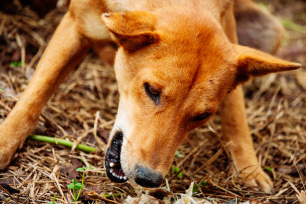 istock hungry homeless dog 1948888175