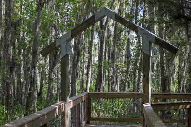 istock wooden bridge in the forest 1948891684