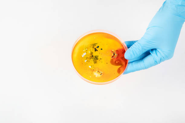 Hand in blue glove holding  petri dish with bacterium . Microbiology sience. Top  view.