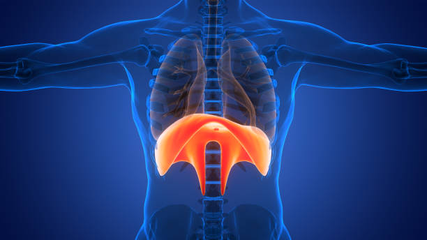 istock Human Respiratory System Diaphragm Anatomy 1948916775