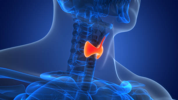 istock Human Body Glands Thyroid Gland Anatomy 1948916783