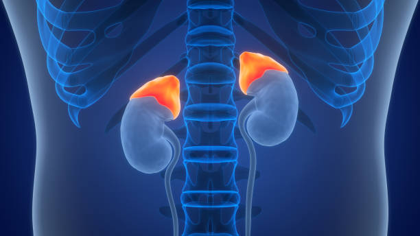 human body glands adrenal gland anatomy - prostate gland photos et images de collection