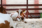 Healthy dairy cows are fed fodder standing in a row of stables in the barn of a livestock farm, and a worker adds fodder to the animals on a blurred background. The concept of farming business and ani