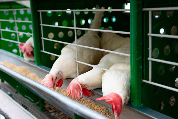 istock Eggs Chickens ,hens in cages industrial farm 1948926818