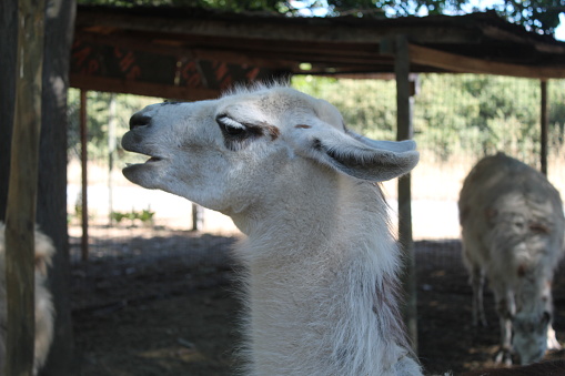 A llama sticks out its tongue during a drink at a petting zoo.