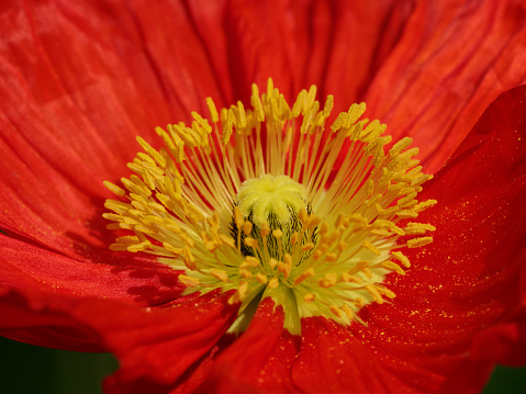 Beautiful spring flowers, Close up of red papaver rhoeas (red corn poppy) flower in sunny day. Macro photography of nature.