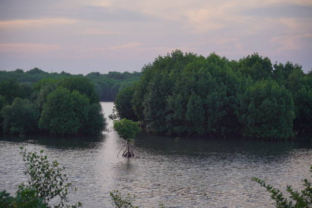 Planting mangrove forests to protect the coast and alluvial sea in the Mekong Delta, Tien Giang province
