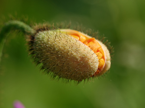 Close up view of bud of Corn Poppy(Shirley Poppy, Canker Rose) flower, close-up of orange petal with green flower bud growing in the garden in springClose up view of bud of Corn Poppy(Shirley Poppy, Canker Rose) flower, close-up of orange petal with green flower bud growing in the garden in spring