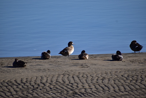 Greater scaups on the sandy beach.
Not retouching photo.