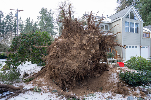 Lake Oswego, OR, USA - Jan 16, 2024: Uprooted large tree in front of a residential house in Lake Oswego, Oregon, after severe winter snow storm with strong winds hits the Portland metro area.