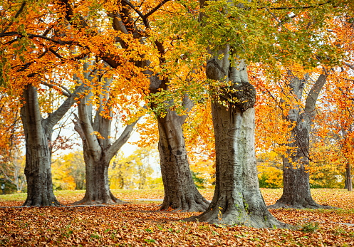 Autumn in Owl's Head Park, Bay Ridge, Brooklyn, New York