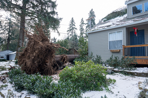 Lake Oswego, OR, USA - Jan 16, 2024: Uprooted large tree in the front yard outside a residential house in Lake Oswego, Oregon, after severe winter snow storm with strong winds hits the Portland metro area.