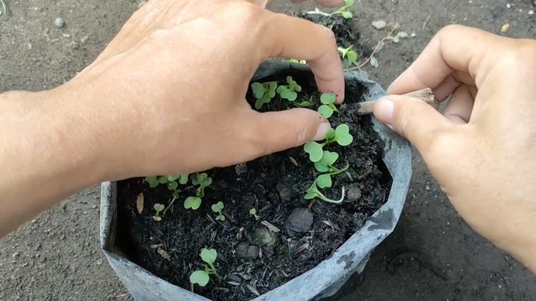 cultivation of mustard greens from seed to planting