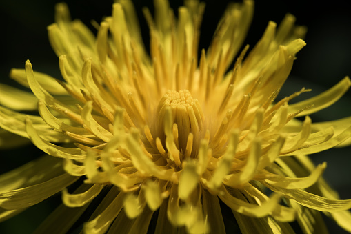 Extreme close-up of a beautiful blooming dandelion