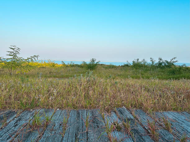Grasses growing on the shore of Lake Michigan