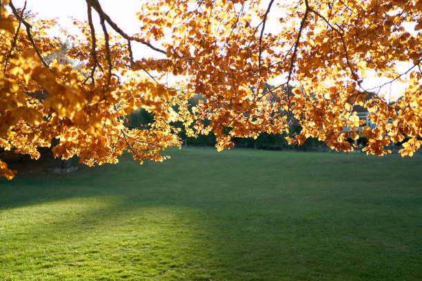 istock View of green sunny lawn through yellow tree branches 1949047239